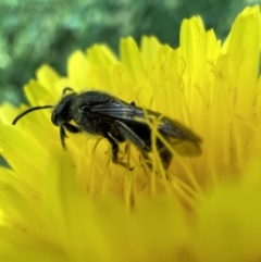 Lasioglossum (Chilalictus) lanarium at Murrumbateman, NSW - 8 Nov 2021 04:31 PM