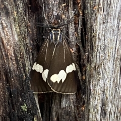 Nyctemera amicus (Senecio Moth, Magpie Moth, Cineraria Moth) at Karabar, NSW - 14 Nov 2021 by Steve_Bok