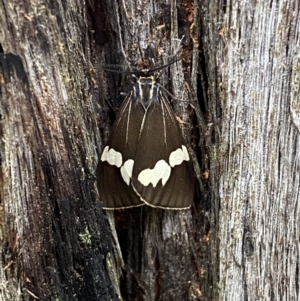 Nyctemera amicus at Karabar, NSW - 14 Nov 2021