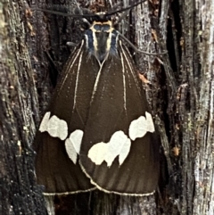 Nyctemera amicus at Karabar, NSW - 14 Nov 2021