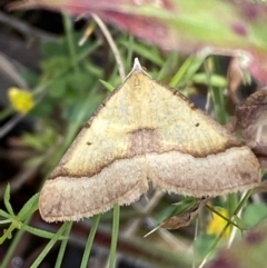 Anachloris subochraria (Golden Grass Carpet) at Karabar, NSW - 14 Nov 2021 by Steve_Bok