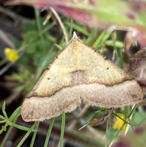 Anachloris subochraria at Karabar, NSW - 14 Nov 2021