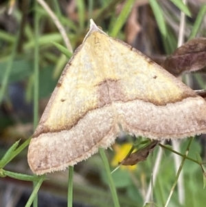 Anachloris subochraria at Karabar, NSW - 14 Nov 2021