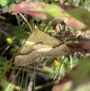 Anachloris subochraria at Karabar, NSW - 14 Nov 2021