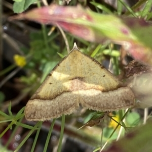 Anachloris subochraria at Karabar, NSW - 14 Nov 2021