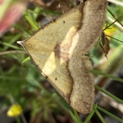 Anachloris subochraria at Karabar, NSW - 14 Nov 2021