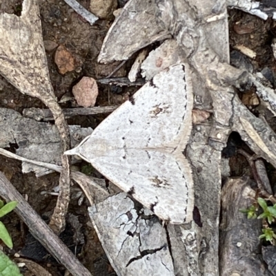 Dichromodes estigmaria (Pale Grey Heath Moth) at Karabar, NSW - 14 Nov 2021 by SteveBorkowskis