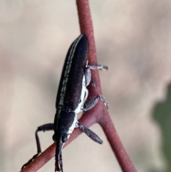 Rhinotia suturalis at Karabar, NSW - 14 Nov 2021