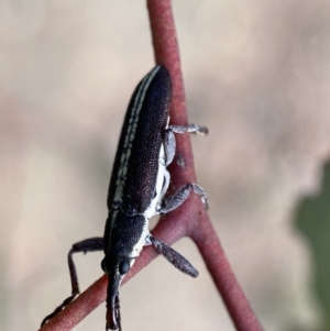 Rhinotia suturalis at Karabar, NSW - 14 Nov 2021