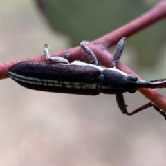 Rhinotia suturalis at Karabar, NSW - 14 Nov 2021