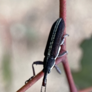 Rhinotia suturalis at Karabar, NSW - 14 Nov 2021