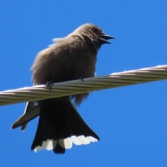 Artamus cyanopterus (Dusky Woodswallow) at Hume, ACT - 14 Nov 2021 by RodDeb