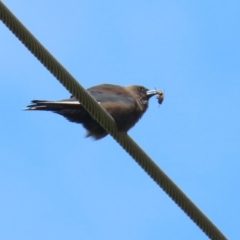 Artamus cyanopterus at Hume, ACT - 14 Nov 2021