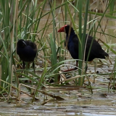 Porphyrio melanotus (Australasian Swamphen) at Hume, ACT - 14 Nov 2021 by RodDeb