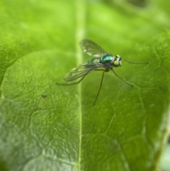 Austrosciapus sp. (genus) (Long-legged fly) at Jerrabomberra, NSW - 14 Nov 2021 by Steve_Bok