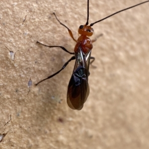 Braconidae (family) at Jerrabomberra, NSW - 14 Nov 2021