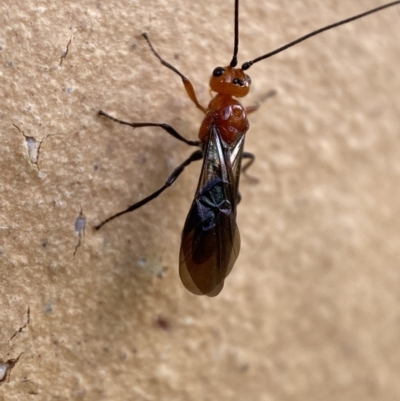 Braconidae (family) (Unidentified braconid wasp) at Jerrabomberra, NSW - 14 Nov 2021 by Steve_Bok