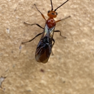 Braconidae (family) at Jerrabomberra, NSW - 14 Nov 2021