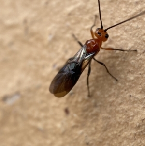 Braconidae (family) at Jerrabomberra, NSW - 14 Nov 2021