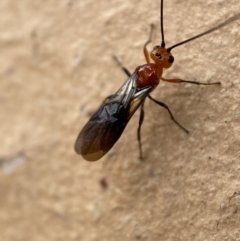 Braconidae (family) at Jerrabomberra, NSW - 14 Nov 2021