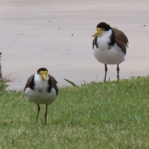 Vanellus miles at Hume, ACT - 14 Nov 2021 12:15 PM