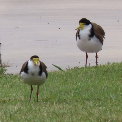 Vanellus miles (Masked Lapwing) at Hume, ACT - 14 Nov 2021 by RodDeb