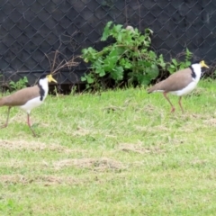 Vanellus miles at Hume, ACT - 14 Nov 2021 12:15 PM