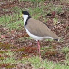 Vanellus miles at Hume, ACT - 14 Nov 2021 12:15 PM