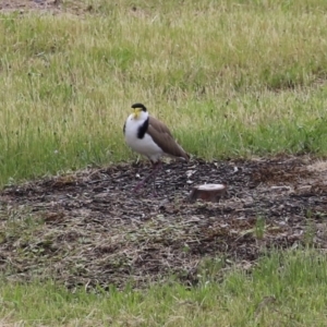 Vanellus miles at Hume, ACT - 14 Nov 2021 12:15 PM