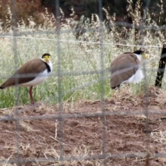 Vanellus miles at Hume, ACT - 14 Nov 2021 12:15 PM