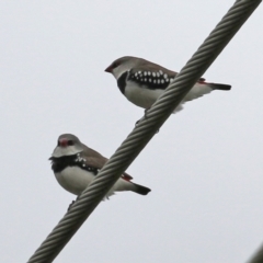 Stagonopleura guttata (Diamond Firetail) at Hume, ACT - 14 Nov 2021 by RodDeb