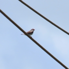 Stagonopleura guttata at Hume, ACT - suppressed