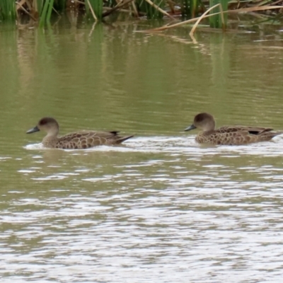 Anas gracilis (Grey Teal) at Hume, ACT - 14 Nov 2021 by RodDeb