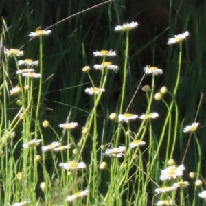 Brachyscome diversifolia var. dissecta at Sutton, NSW - 31 Oct 2021