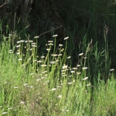 Brachyscome diversifolia var. dissecta at Sutton, NSW - 31 Oct 2021