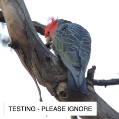 Callocephalon fimbriatum (Gang-gang Cockatoo) at Deakin, ACT - 14 Nov 2021 by michaelb