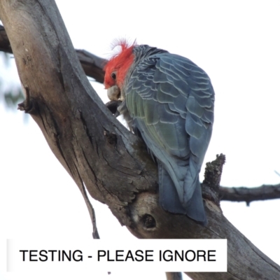 Callocephalon fimbriatum (Gang-gang Cockatoo) at GG38 - 14 Nov 2021 by michaelb