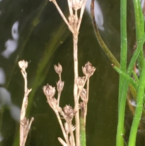 Juncus articulatus at Throsby, ACT - 8 Sep 2020 12:02 PM