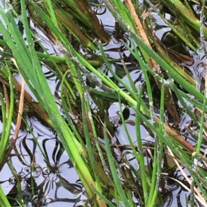 Juncus articulatus at Throsby, ACT - 8 Sep 2020