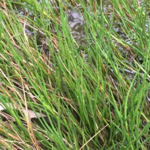 Juncus articulatus at Throsby, ACT - 8 Sep 2020