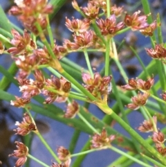 Juncus articulatus (A Rush) at Campbell, ACT - 7 Jan 2021 by JaneR