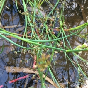 Juncus articulatus at Campbell, ACT - 7 Jan 2021 06:55 PM