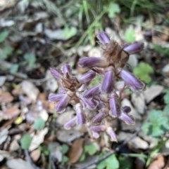 Orobanche minor (Broomrape) at Molonglo Valley, ACT - 14 Nov 2021 by Jenny54