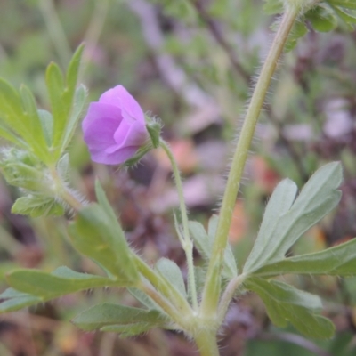 Geranium solanderi var. solanderi (Native Geranium) at Theodore, ACT - 11 Oct 2021 by MichaelBedingfield