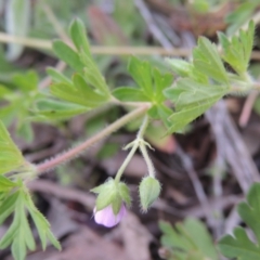 Geranium solanderi var. solanderi at Theodore, ACT - 11 Oct 2021