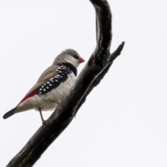 Stagonopleura guttata (Diamond Firetail) at Stony Creek - 13 Nov 2021 by trevsci