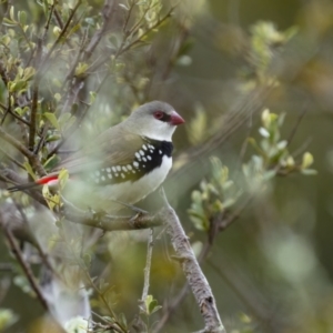 Stagonopleura guttata at Stromlo, ACT - suppressed