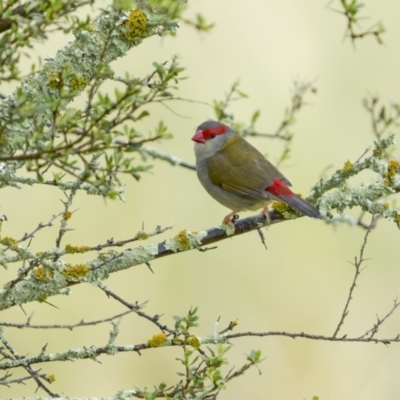Neochmia temporalis (Red-browed Finch) at Stromlo, ACT - 13 Nov 2021 by trevsci