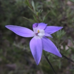 Glossodia major at Conder, ACT - 11 Oct 2021