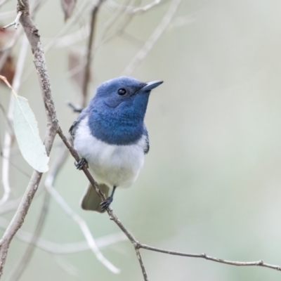 Myiagra rubecula (Leaden Flycatcher) at West Stromlo - 13 Nov 2021 by trevsci